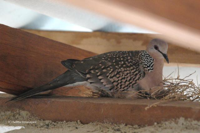 spotted-dove